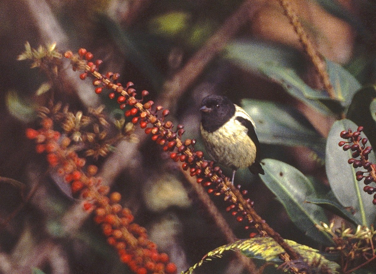 Black-headed Tanager - ML29584401