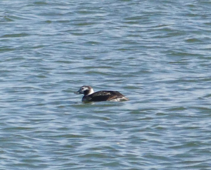 Long-tailed Duck - ML295844461
