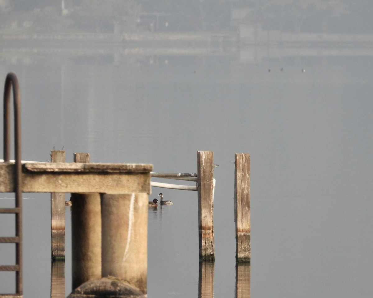 Eared Grebe - ML295845201