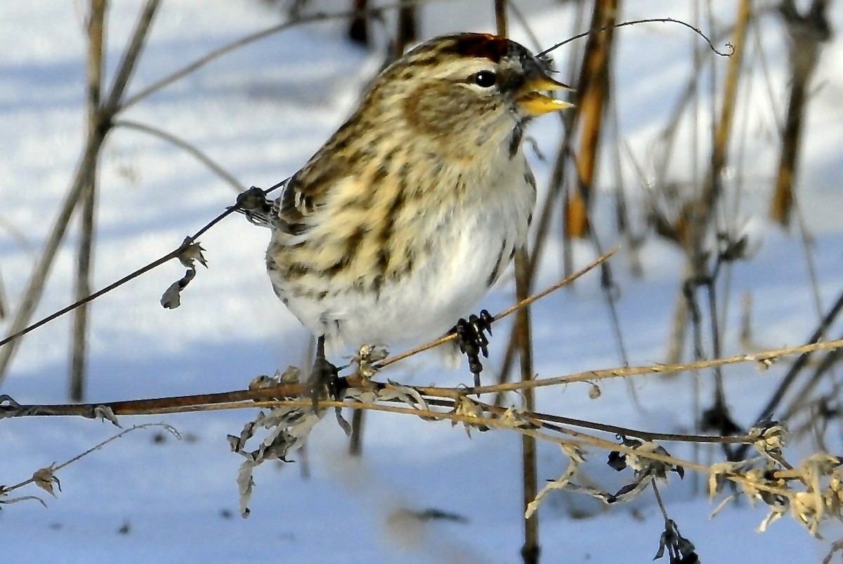 Redpoll (Common) - ML295846541