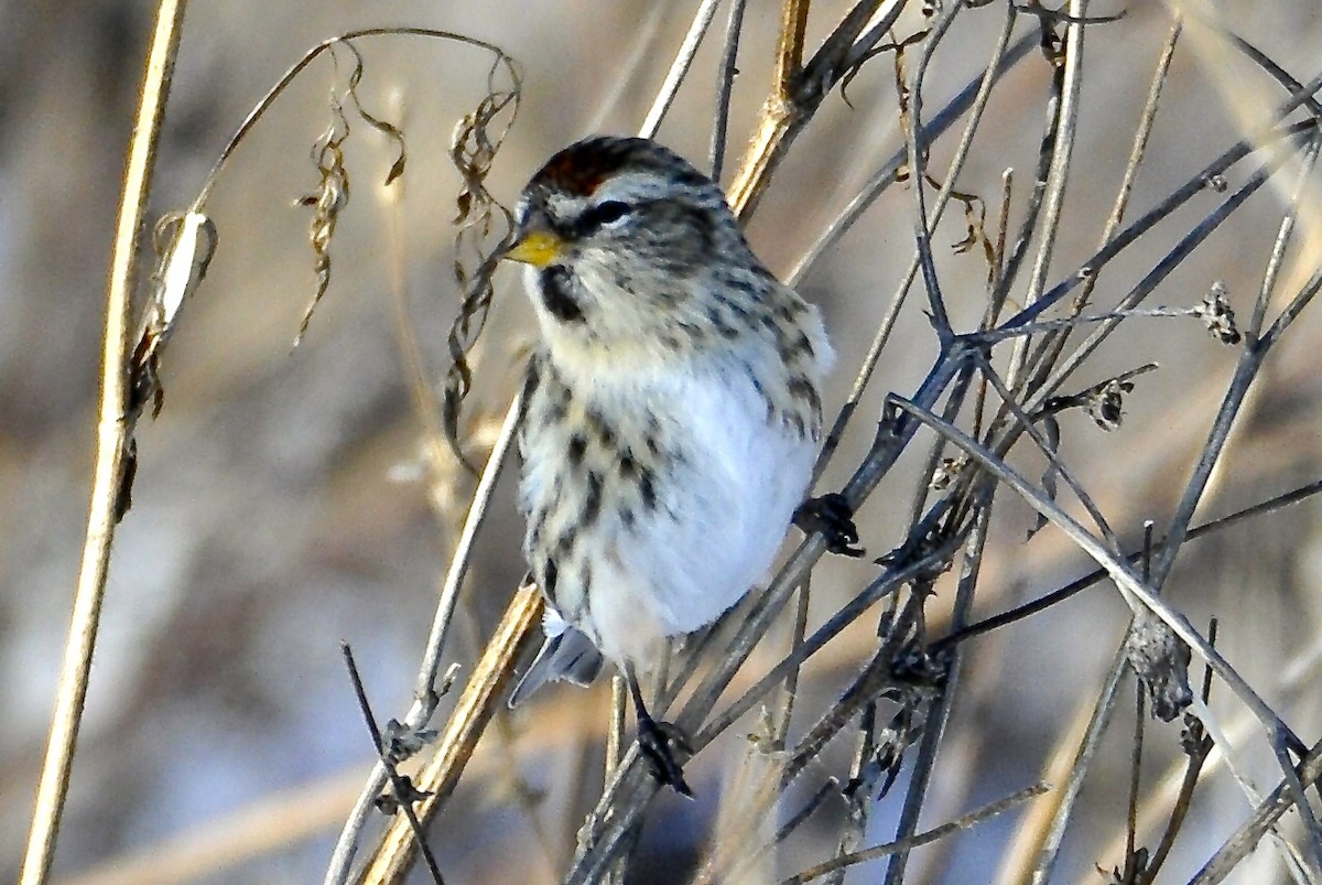 Redpoll (Common) - ML295846551