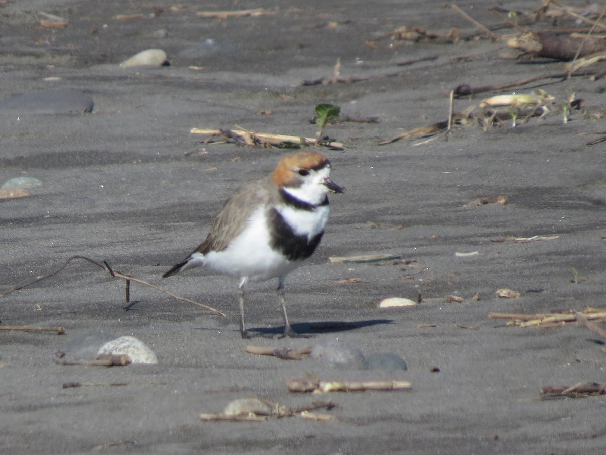 Two-banded Plover - ML295850311