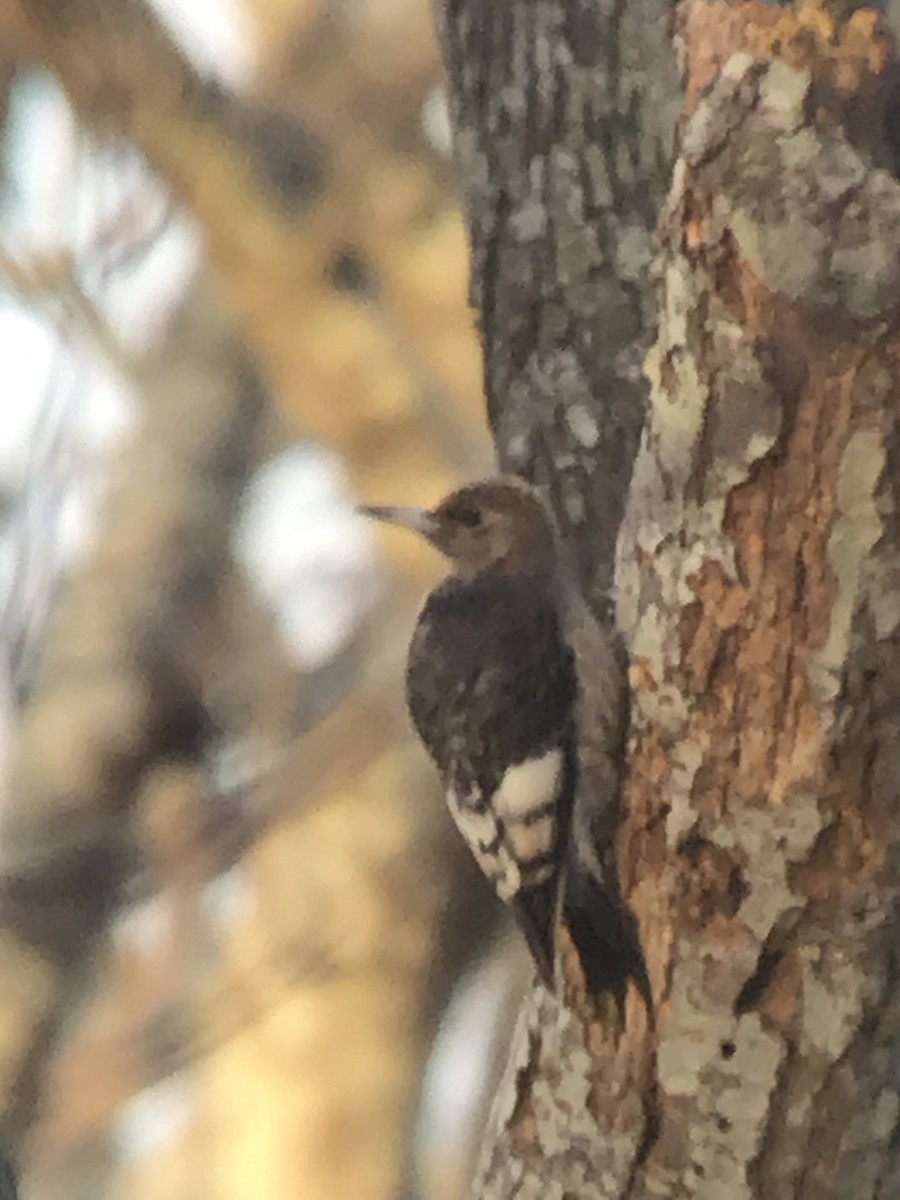 Red-headed Woodpecker - ML295850701