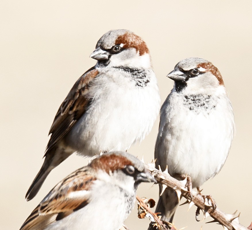 House Sparrow - ML295851321