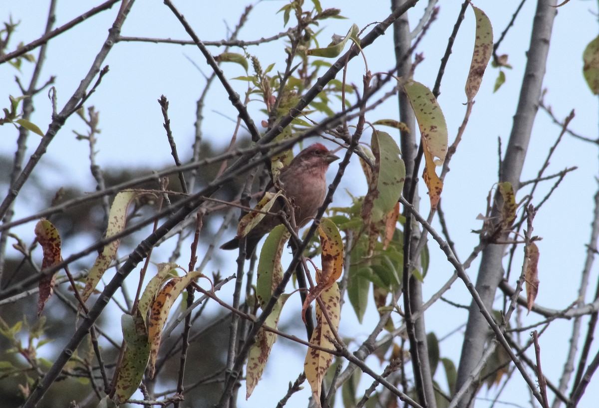 Cassin's Finch - ML295851541