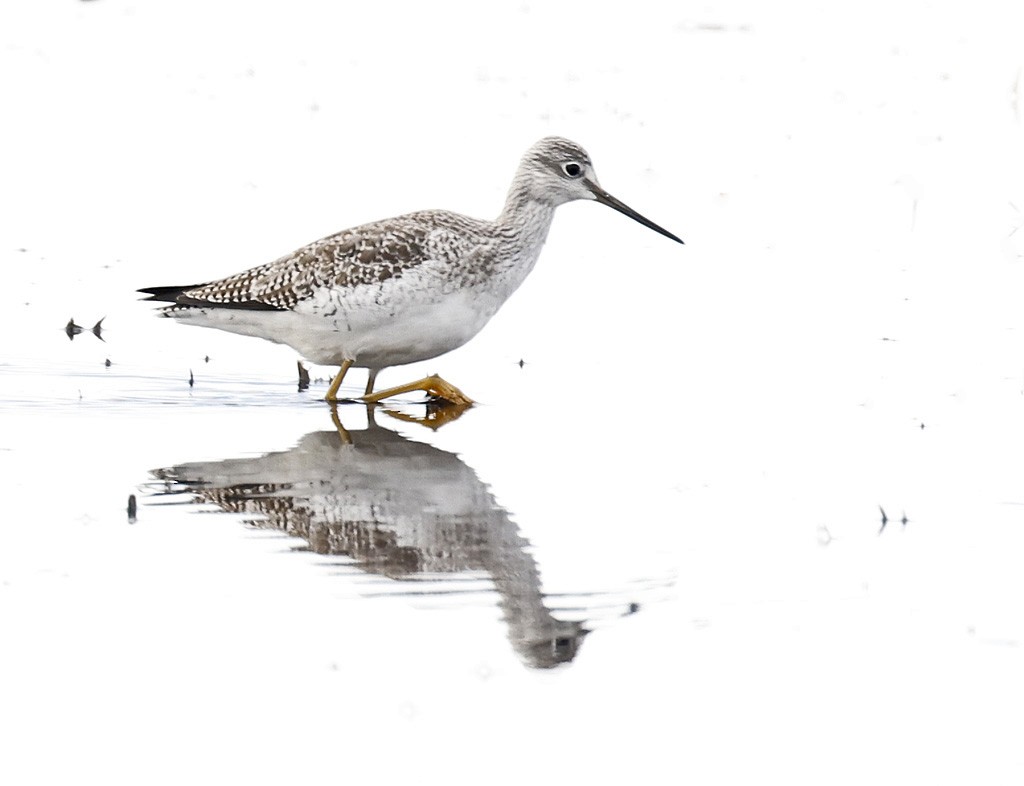 Greater Yellowlegs - ML295851601