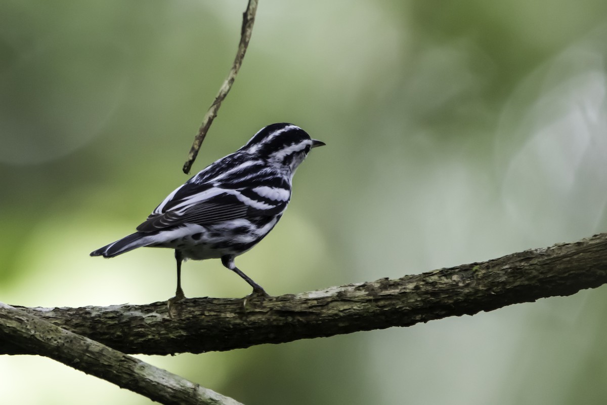 Black-and-white Warbler - ML295854311