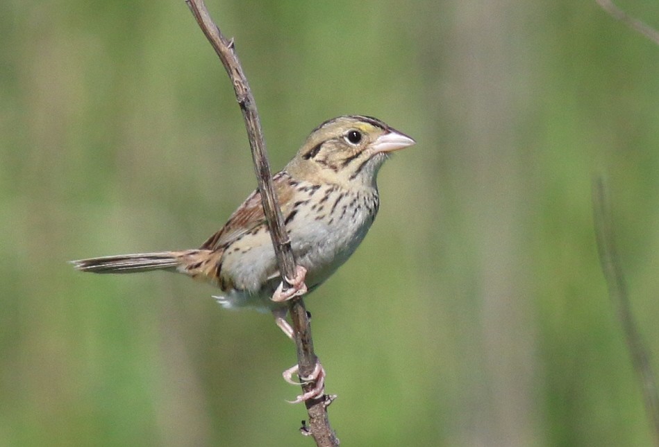 Henslow's Sparrow - Aaron  Brees