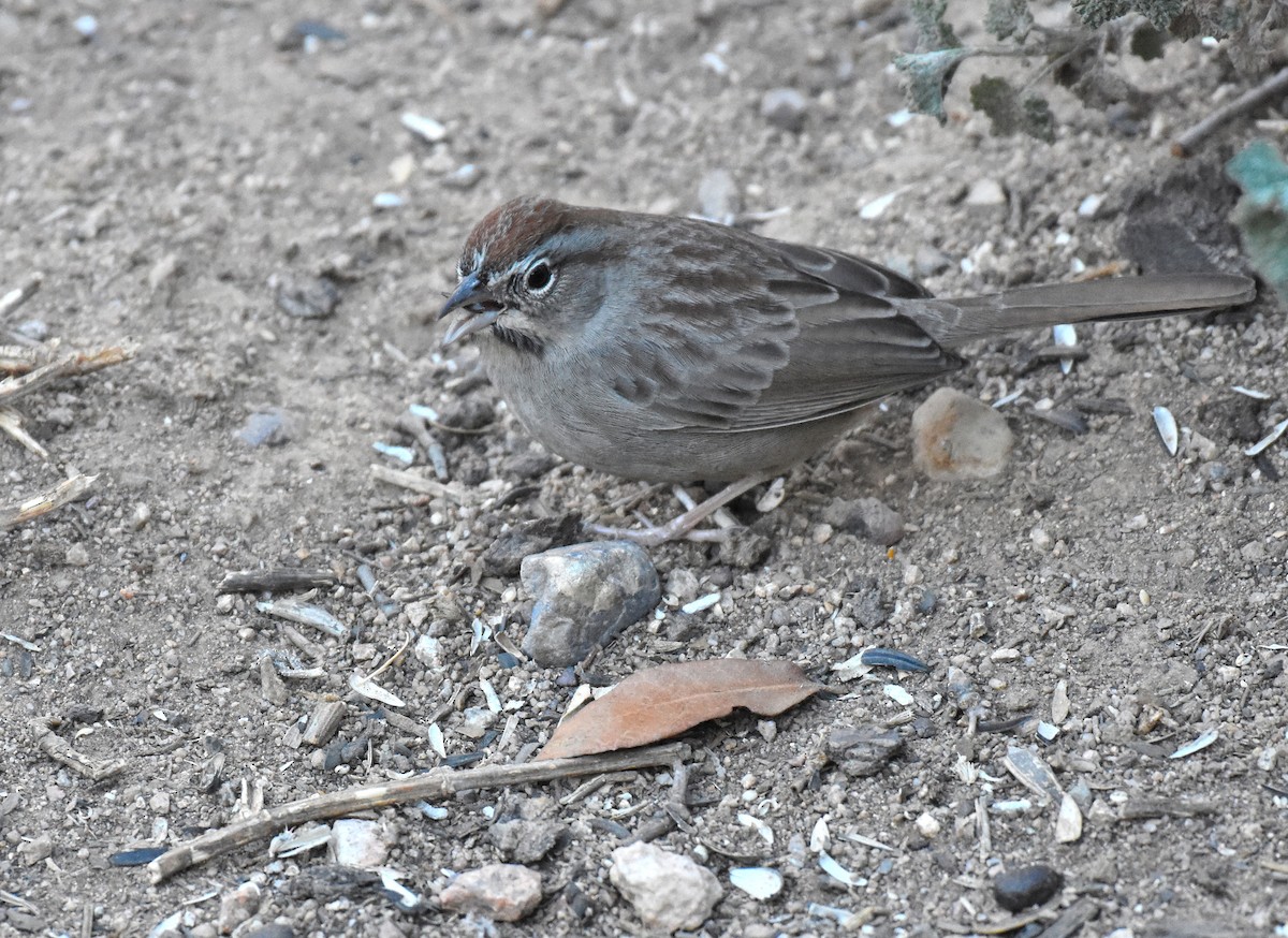 Rufous-crowned Sparrow - ML295854441