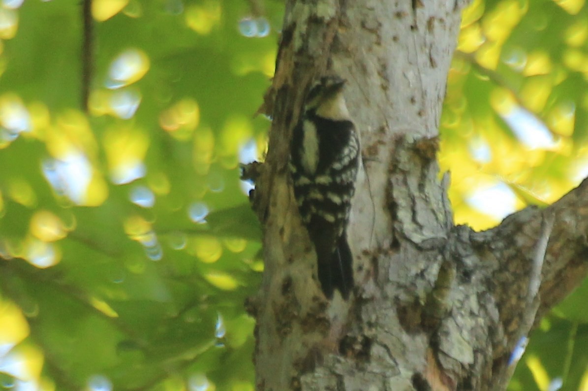 Hairy Woodpecker - ML29585571