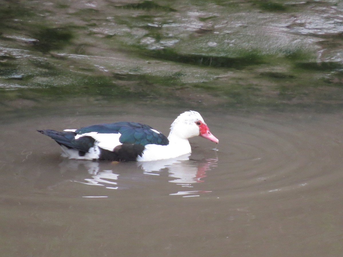Muscovy Duck x Mallard (hybrid) - ML295855861