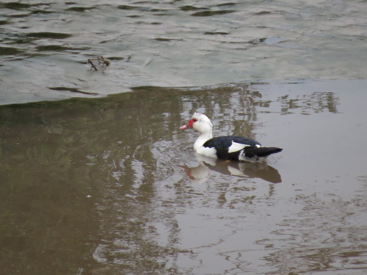 Muscovy Duck x Mallard (hybrid) - ML295855871