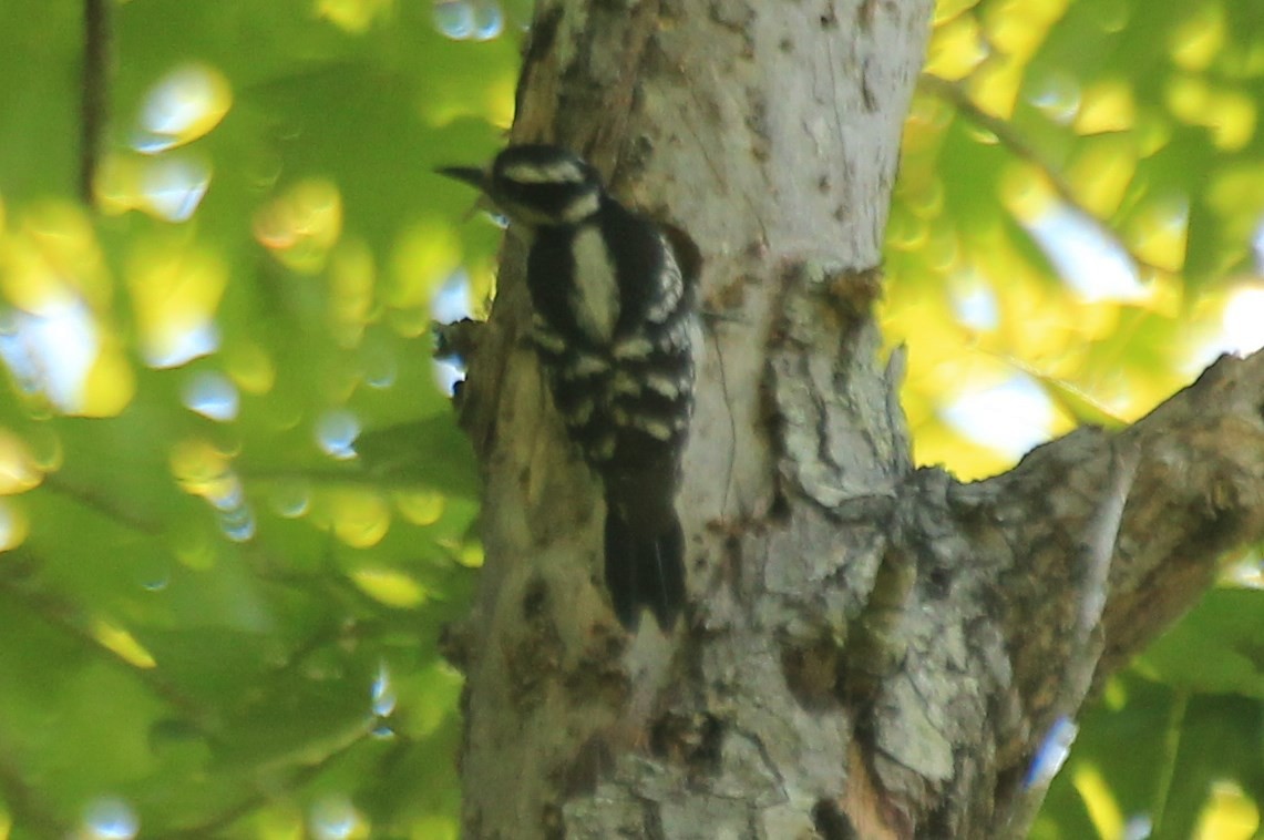 Hairy Woodpecker - ML29585611