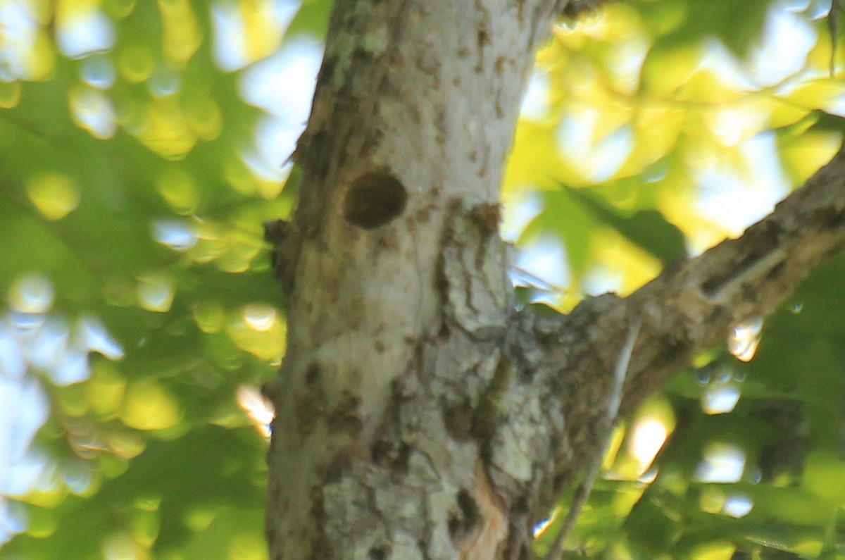 Hairy Woodpecker - ML29585641