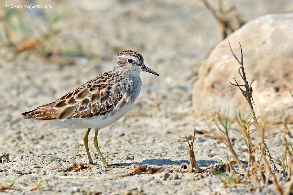 Long-toed Stint - ML295856771