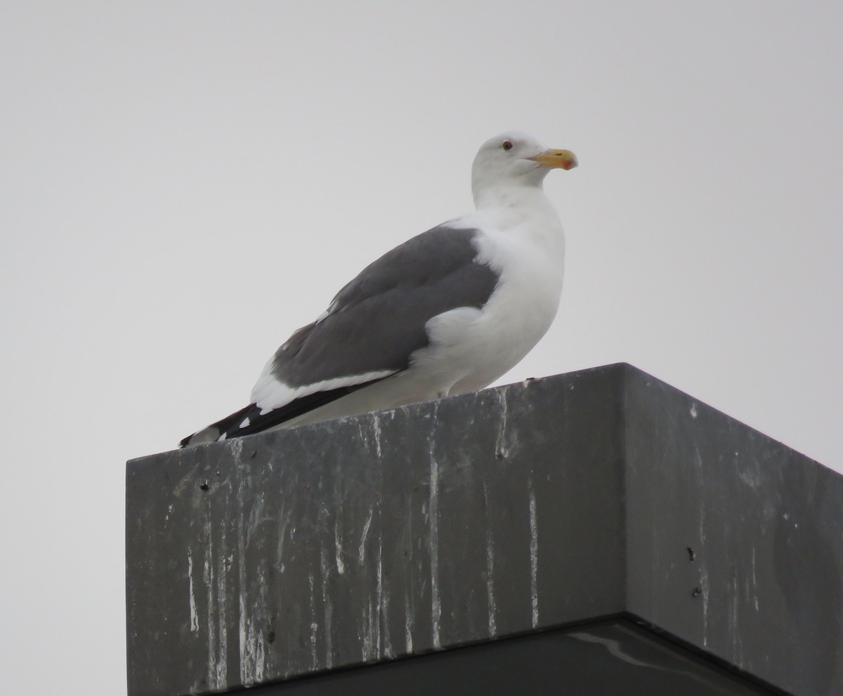 Western Gull - George Chrisman