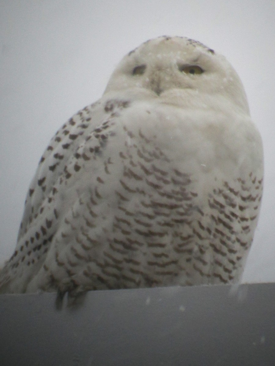 Snowy Owl - ML295857981