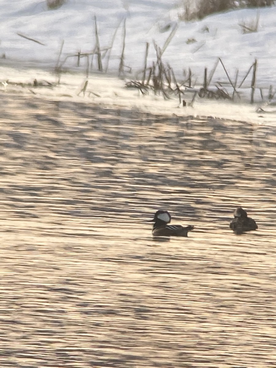 Hooded Merganser - ML295858051