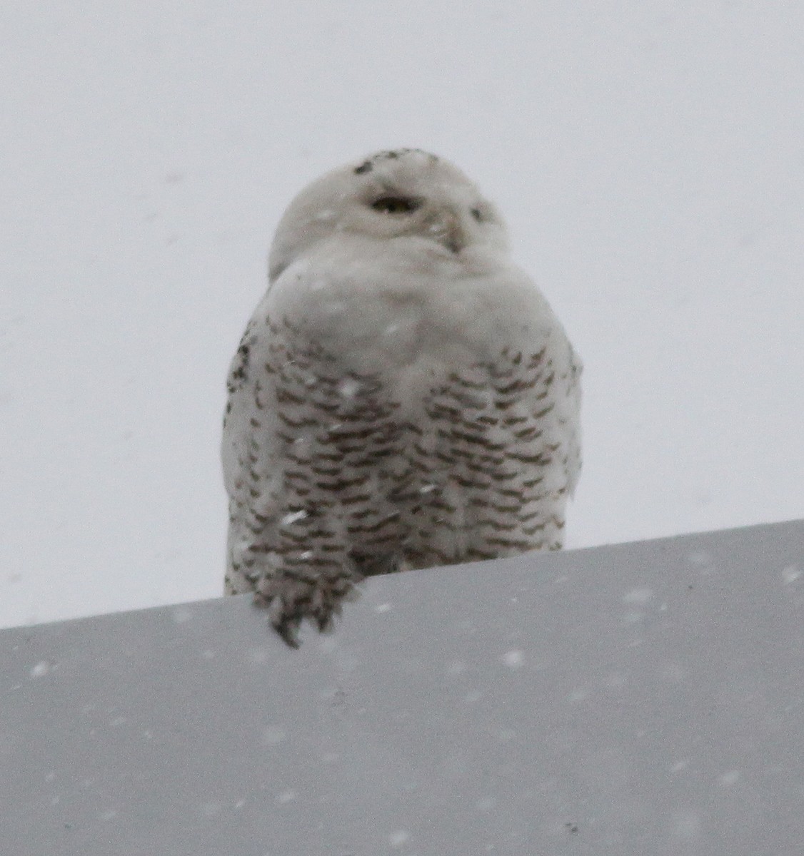 Snowy Owl - ML295858571