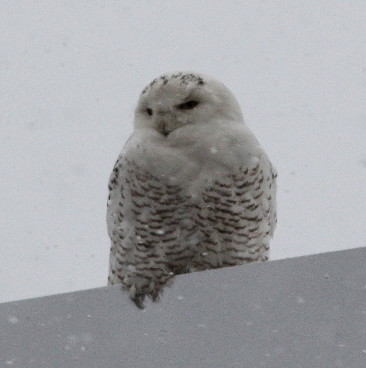 Snowy Owl - ML295859281