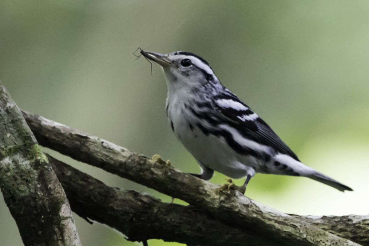 Black-and-white Warbler - ML295859891