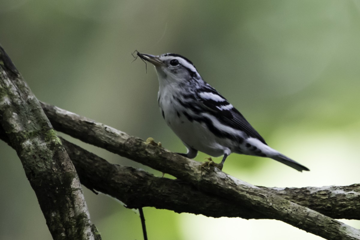 Black-and-white Warbler - ML295859981