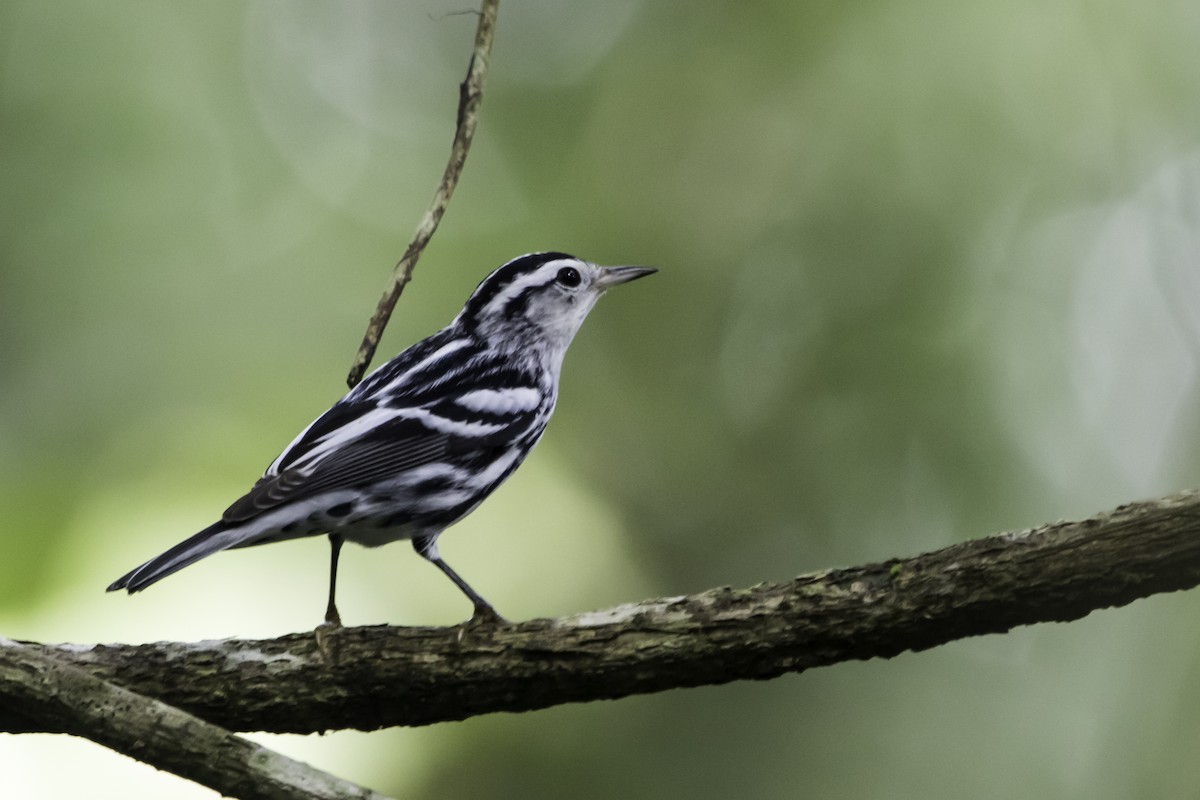 Black-and-white Warbler - ML295860061