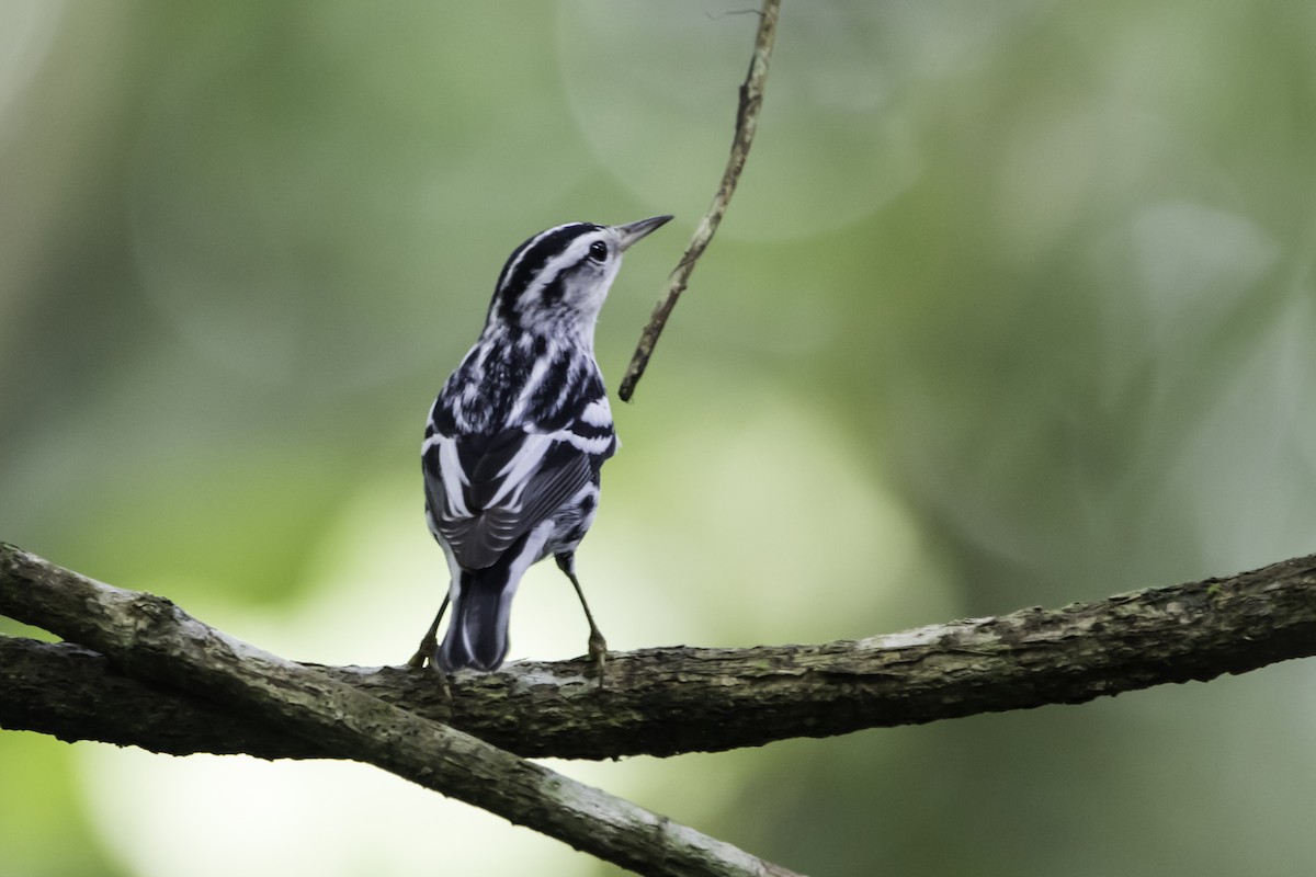 Black-and-white Warbler - ML295860071