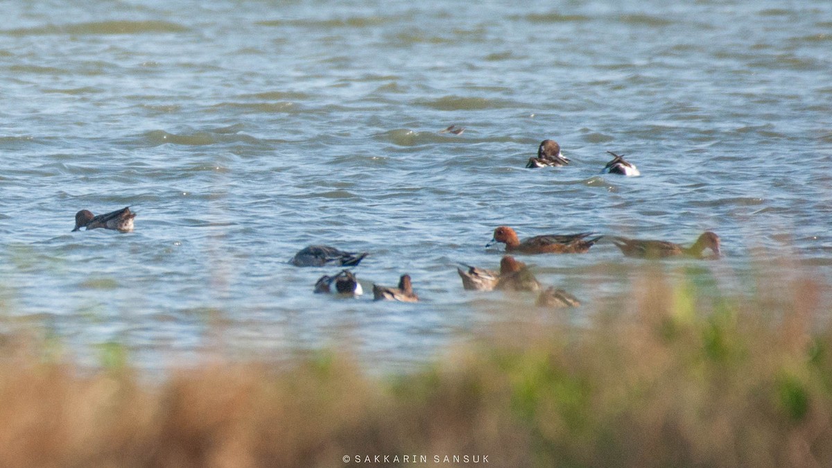 Eurasian Wigeon - Sakkarin Sansuk