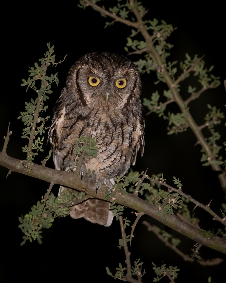 Tropical Screech-Owl - ML295864881