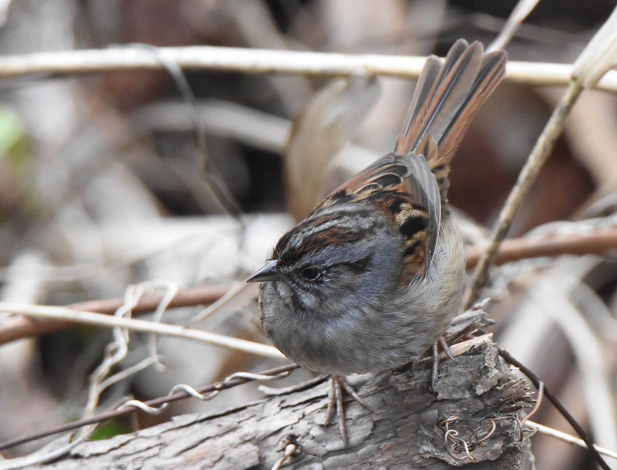 Swamp Sparrow - ML295864911