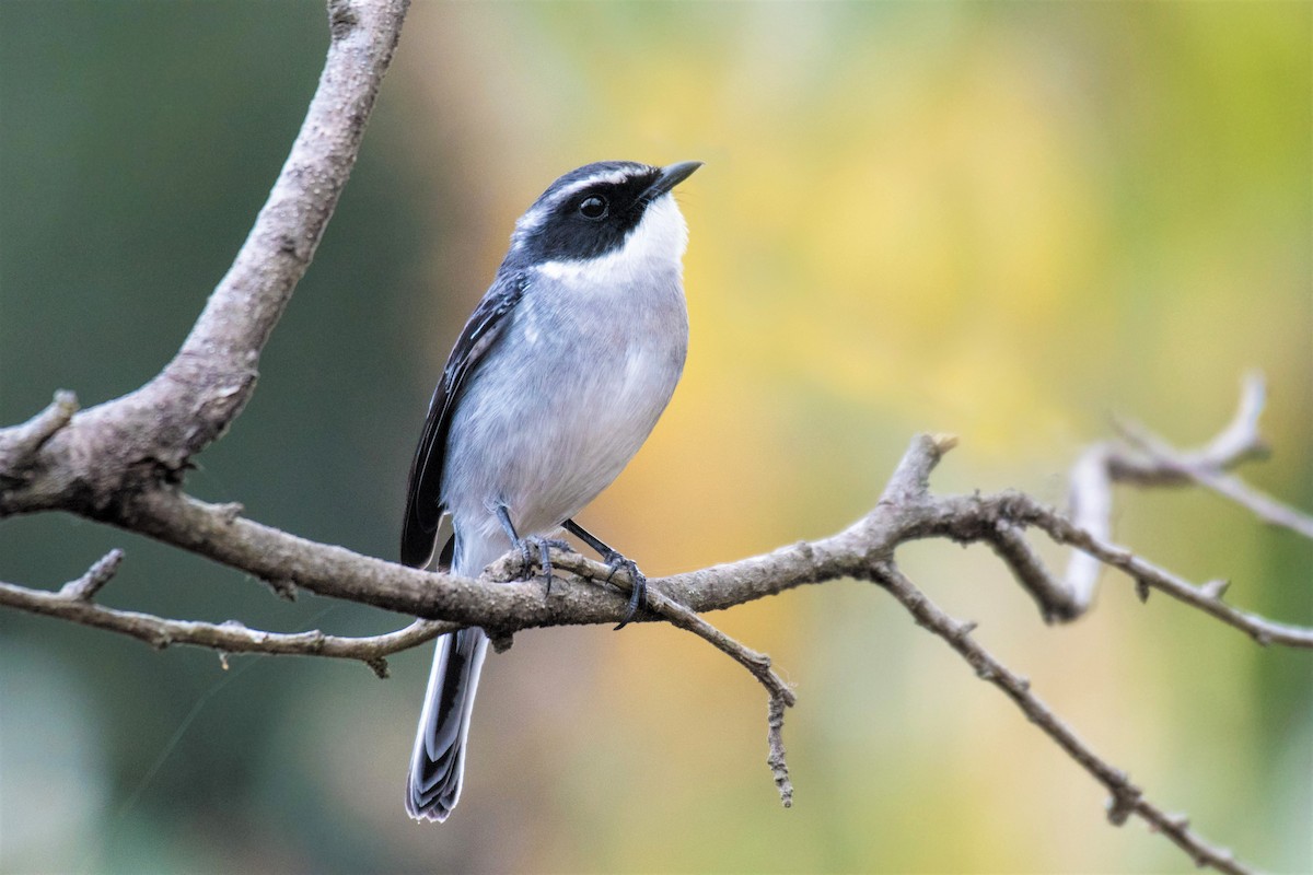 Gray Bushchat - Ian Hearn