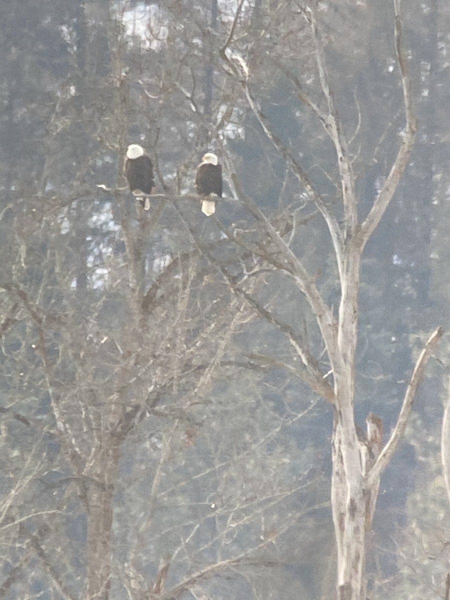 Bald Eagle - ML295865671