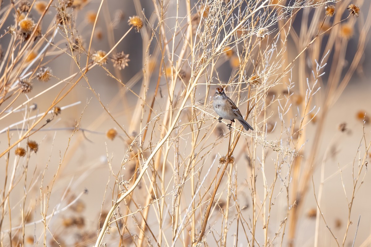 American Tree Sparrow - ML295866971