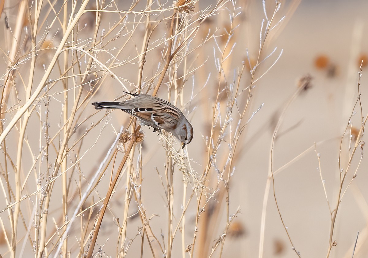 American Tree Sparrow - ML295867131