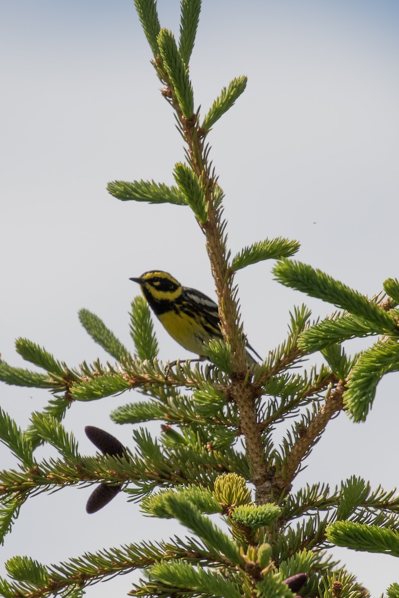 Townsend's Warbler - ML29586771