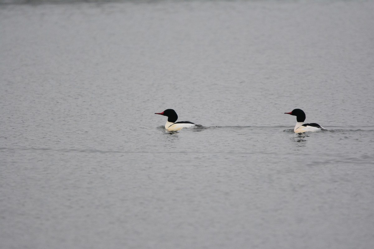 Common Merganser (North American) - ML295868871