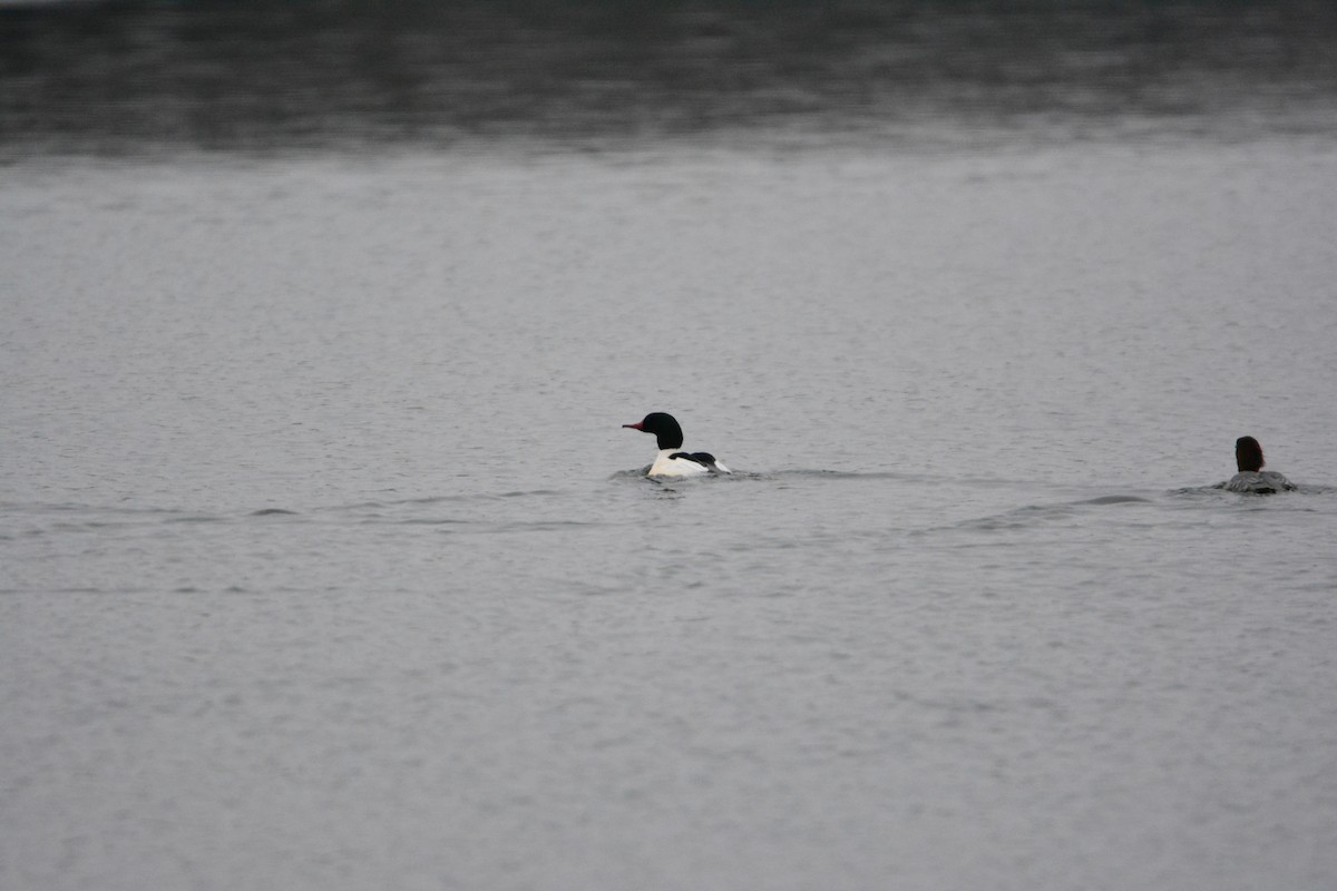 Common Merganser (North American) - ML295868891