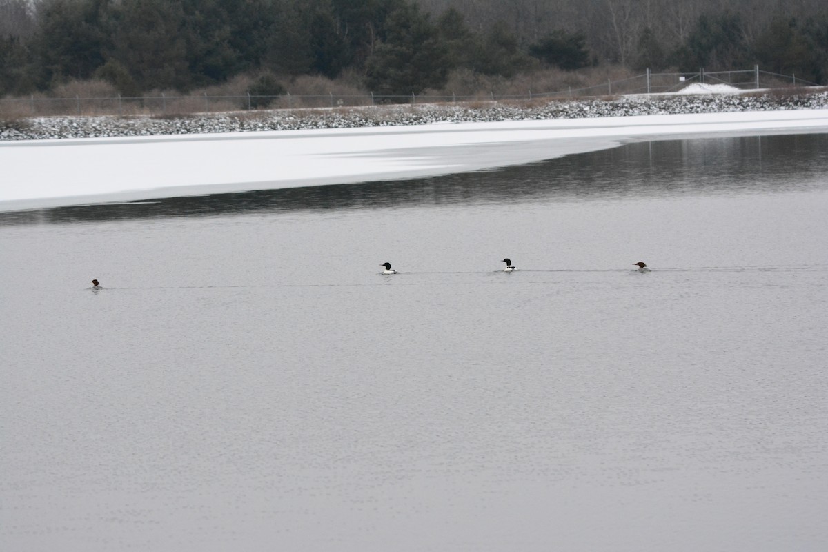 Common Merganser (North American) - ML295868911