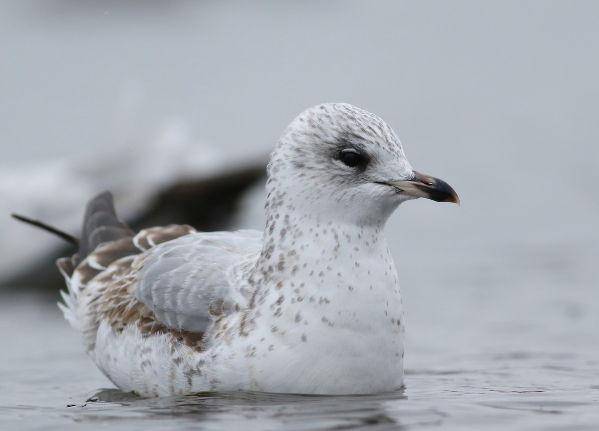 Ring-billed Gull - ML295869371