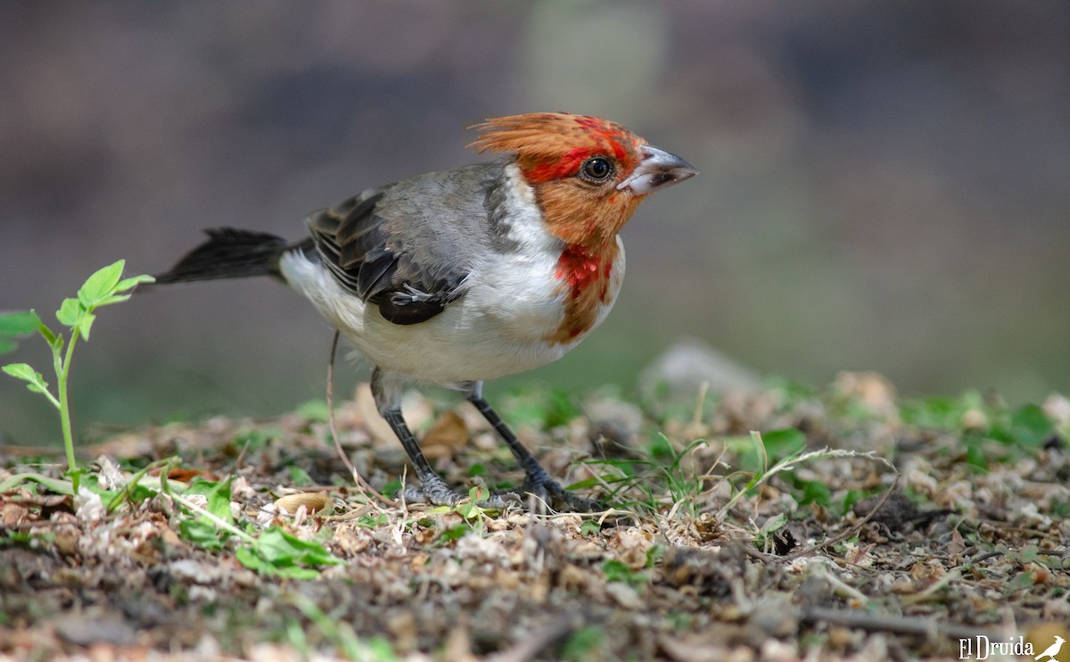 Red-crested Cardinal - Iván Eroles