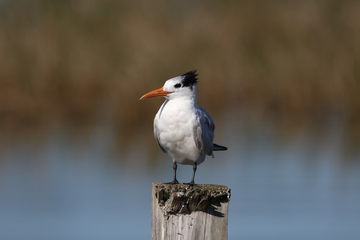 Royal Tern - ML295870371