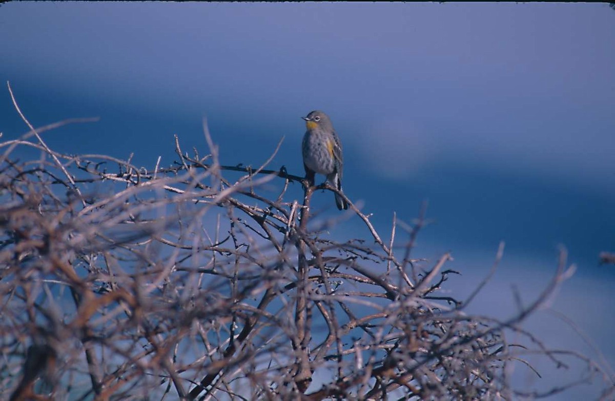 Yellow-rumped Warbler (Audubon's) - ML295870561