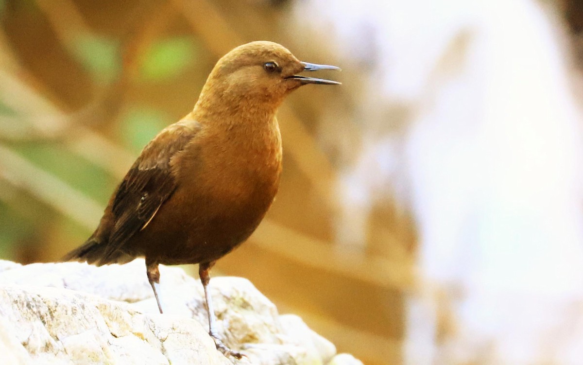 Brown Dipper - Balbir Arora