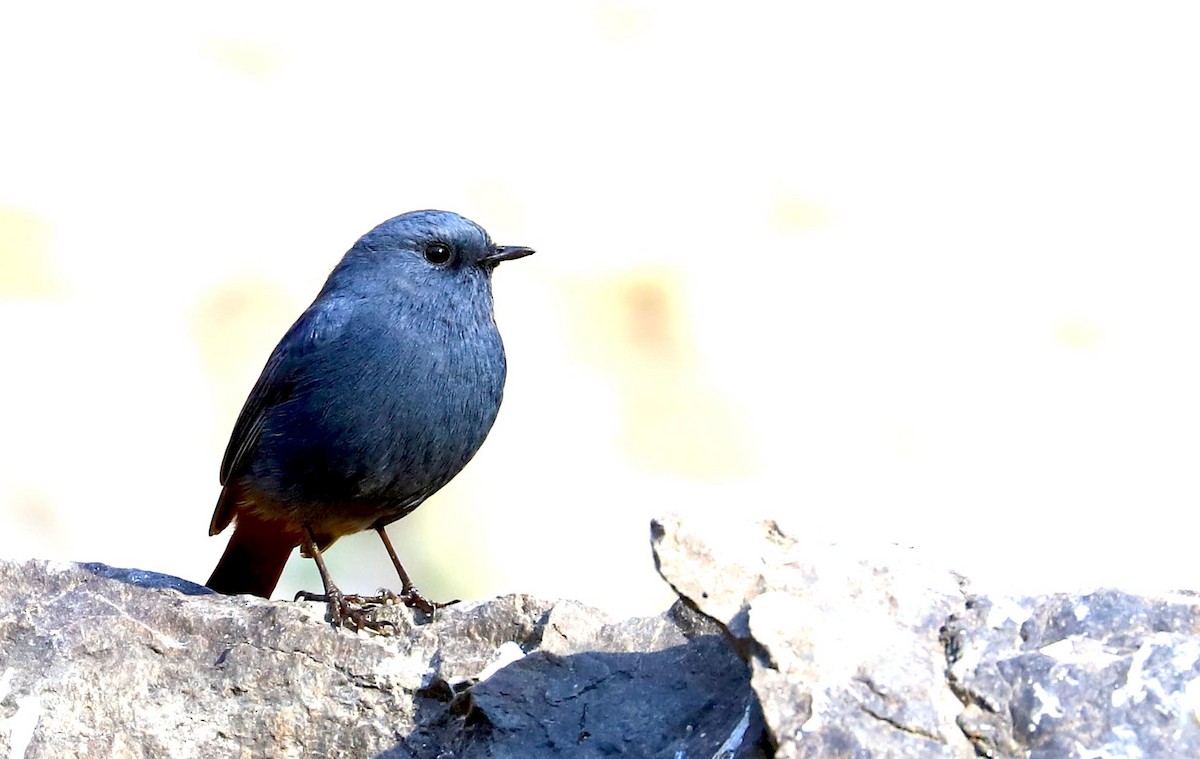 Plumbeous Redstart - Balbir Arora