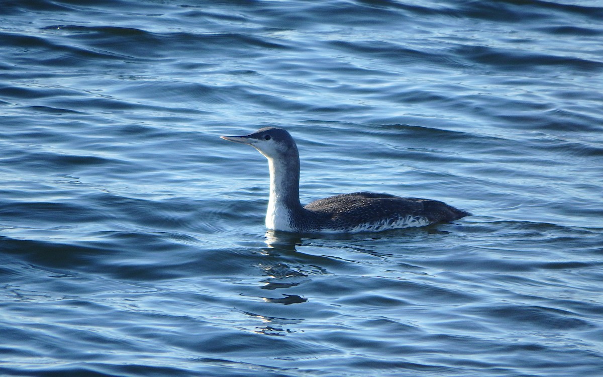 Red-throated Loon - Jim O'Neill