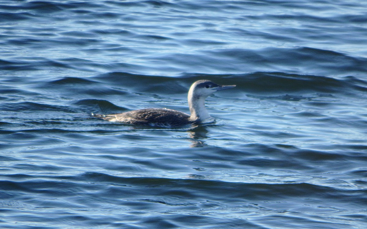 Red-throated Loon - Jim O'Neill