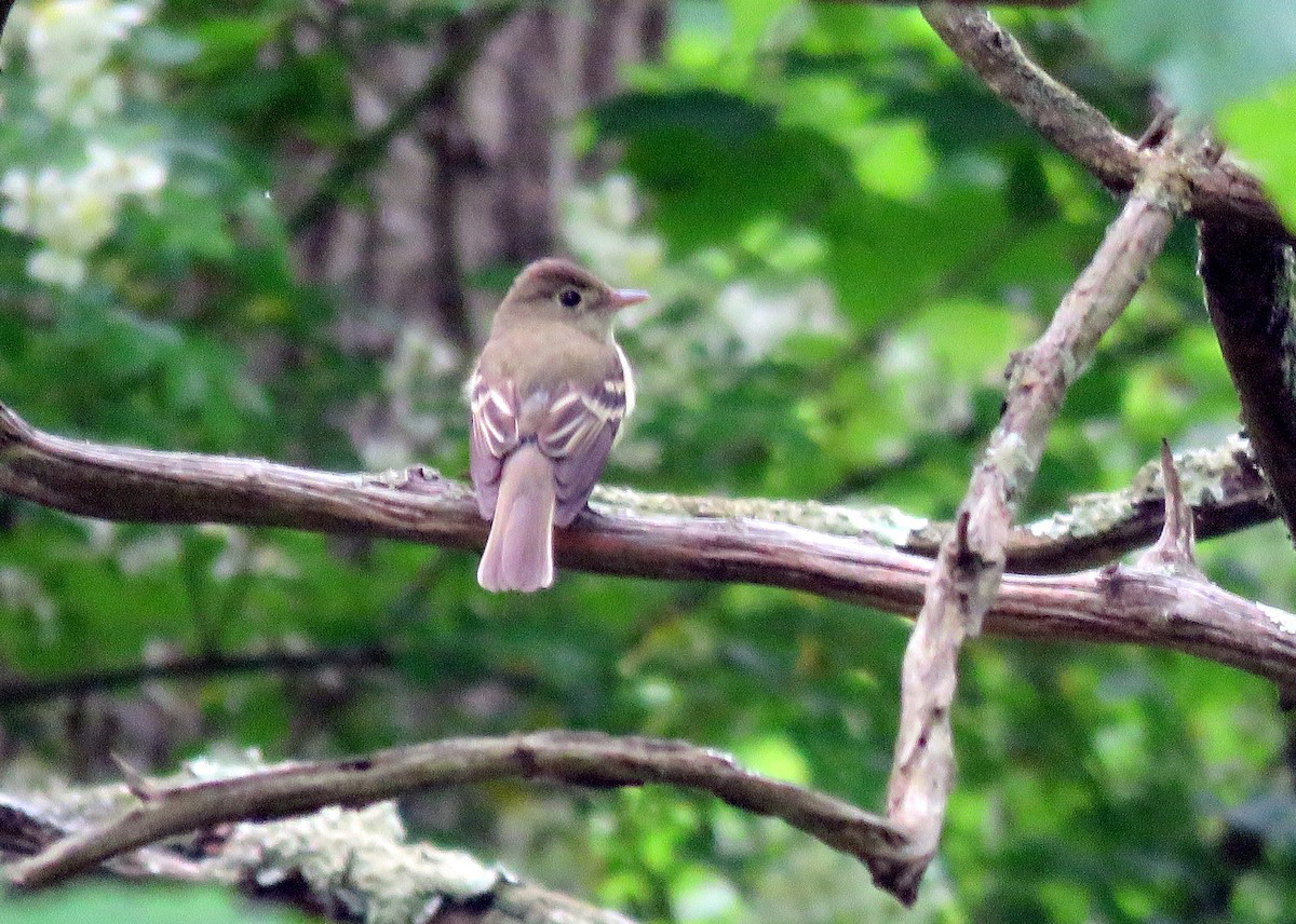 Acadian Flycatcher - ML29587311