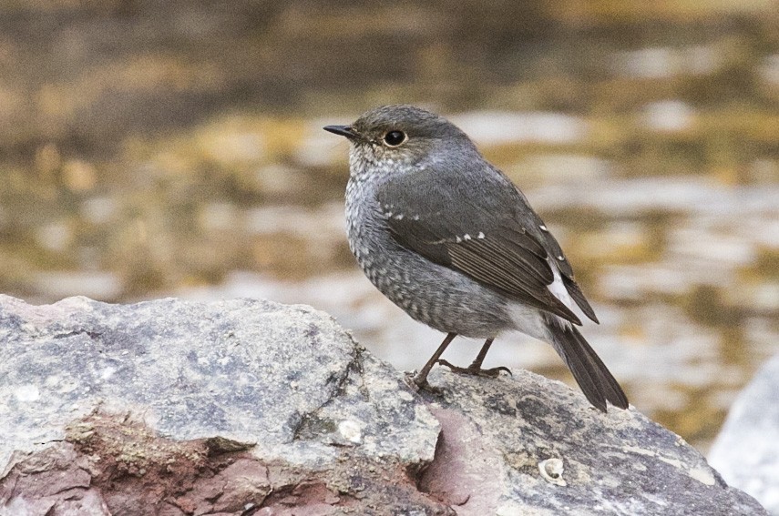 Plumbeous Redstart - Balbir Arora