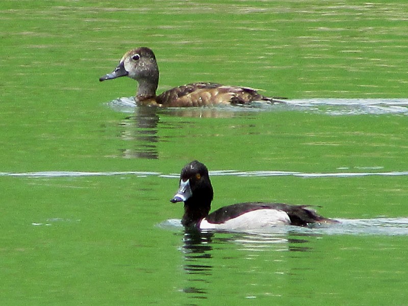 Ring-necked Duck - ML29587421